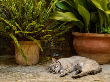 Cat sleeping in a flower pot