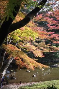 Trees in water