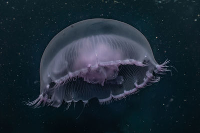 Close-up of jellyfish swimming in sea