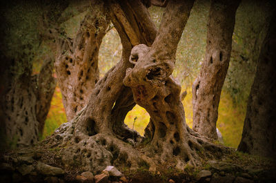 Close-up of tree trunk in forest