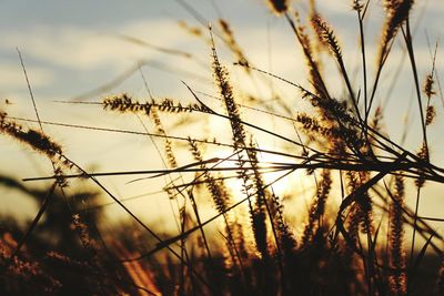 Close-up of silhouette plants against sky during sunset