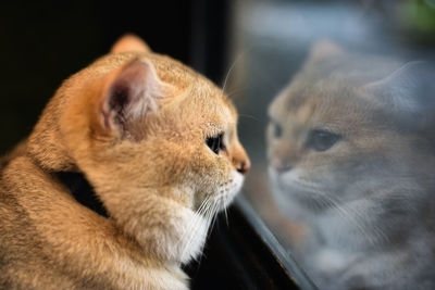 Close-up of a cat with eyes closed