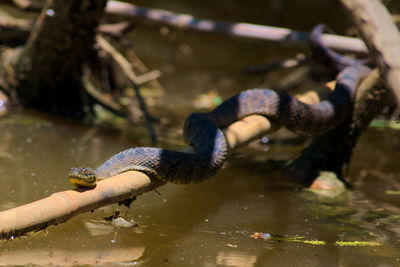 Close-up of hand feeding in water