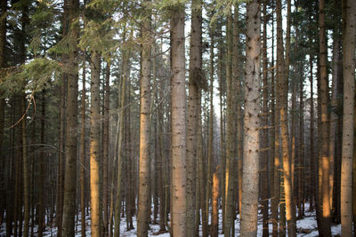 Pine trees in forest during winter