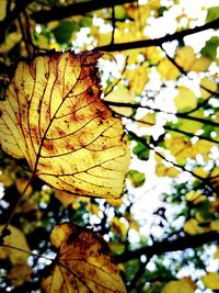 Close-up of autumnal leaves against blurred background