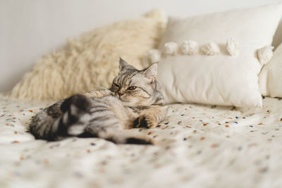 Scottish straight cute cat portrait. happy pet