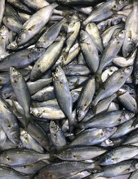 Full frame shot of fish for sale in market