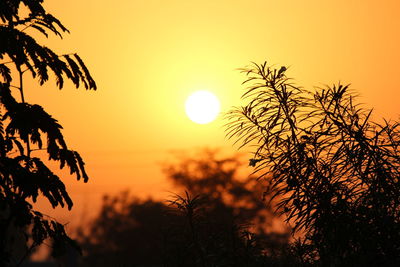 Colorful sunset with tree branch