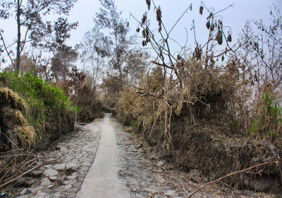 Footpath amidst trees in forest