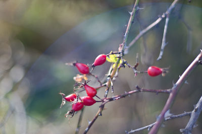 Close-up of red berries growing on tree