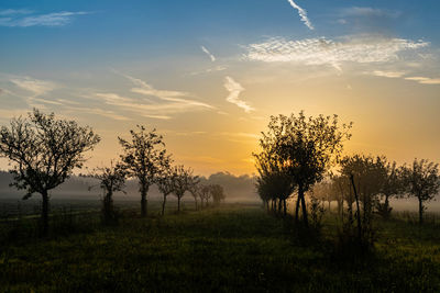 Trees on field against sky during sunset 