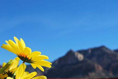 Close-up of flowers against clear blue sky