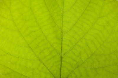 Macro shot of green leaf