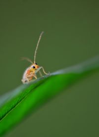 Close-up of insect on leaf