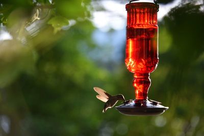 Hummingbird approaching feeder for meal