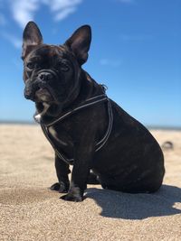 Black dog looking away at beach