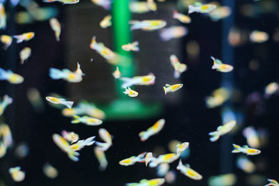 Fish swimming in sea