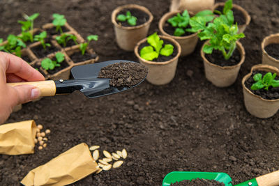 Cropped hand of person gardening
