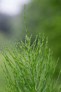 Close-up of wet plant