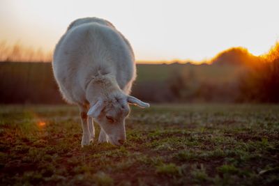 Horse standing in a field