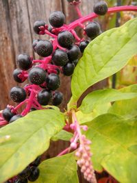 Close-up of plant