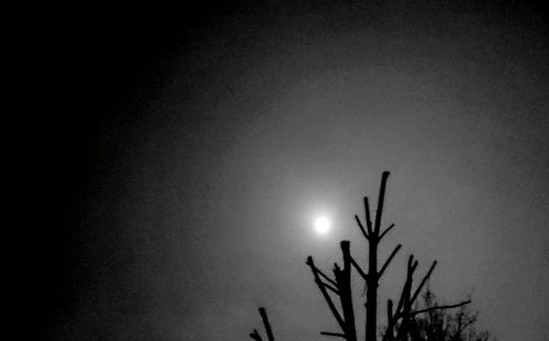 Low angle view of trees against sky at night