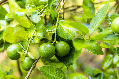 Close-up of fruit growing on tree