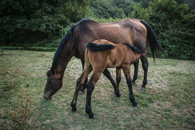 Horse standing in a field