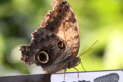 Close-up of butterfly perching on leaf