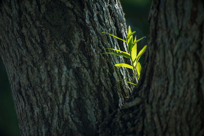 Close-up of tree trunk