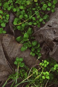 High angle view of leaves on field