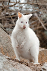 Close-up of rabbit