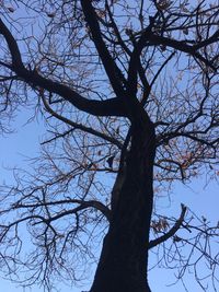 Low angle view of silhouette bare tree against sky