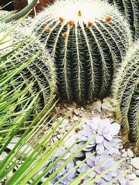 High angle view of cactus plant