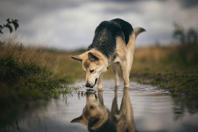 Dog drinking water in a lake