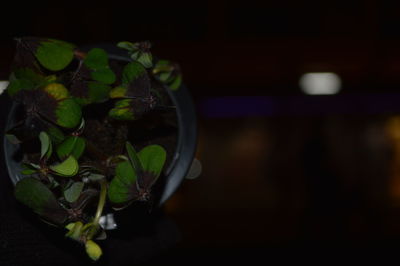 Close-up of food on table