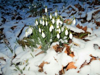 Close-up of white flowers