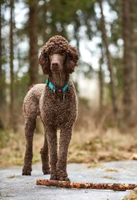 Standard poodle on footpath