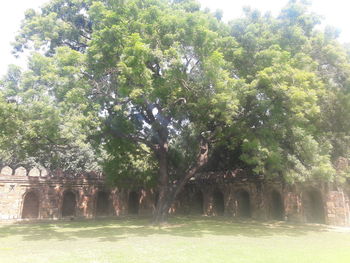 Trees by plants against sky