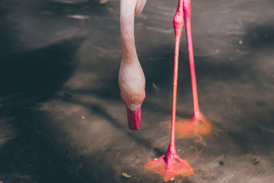 Close-up of bird standing in water