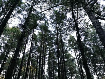 Low angle view of trees against sky