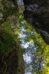 Low angle view of waterfall amidst trees in forest