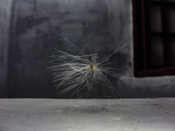 Close-up of dandelion on window