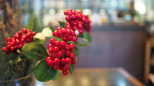 Close-up of red berries growing on plant