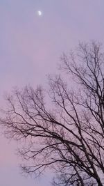 Low angle view of bare trees against sky