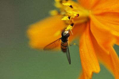 Close-up of insect on flower