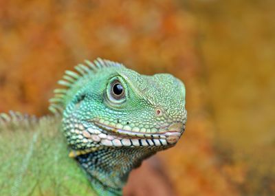 Close-up of lizard