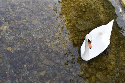 High angle view of swans swimming in lake