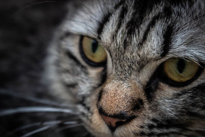 Close-up portrait of a cat