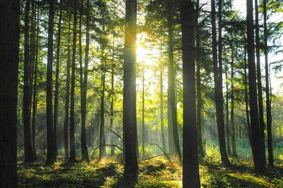 Trees in forest